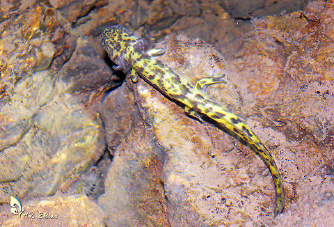 Persian brook salamander