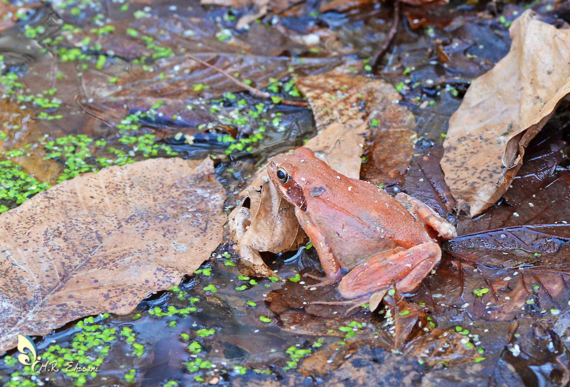 Rana pseudodalmatina  Geotagged,Iran,Rana,Rana pseudodalmatina,Ranidae,amphibian,endemic,frog,iran