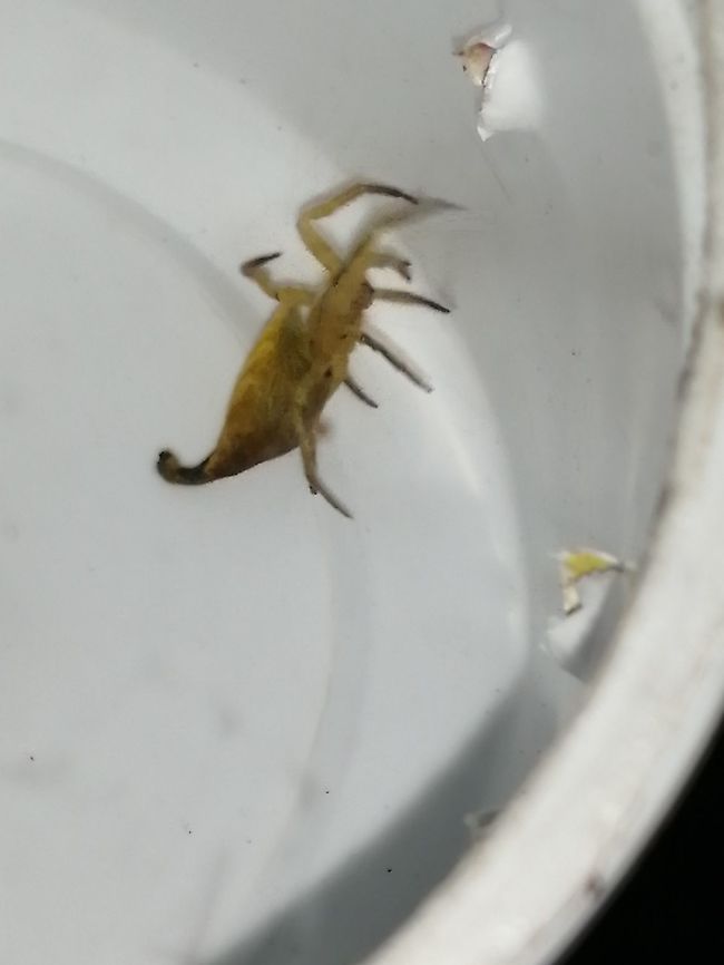 Scorpion tailed spider Cross-sectional view