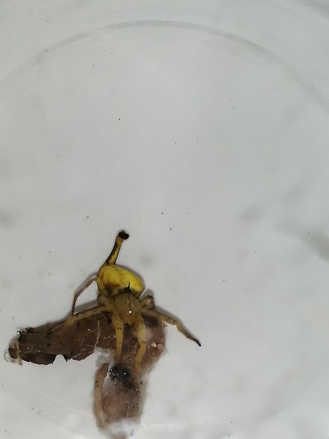 Scorpion tailed spider