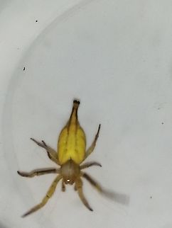 Scorpion tailed spider Front view