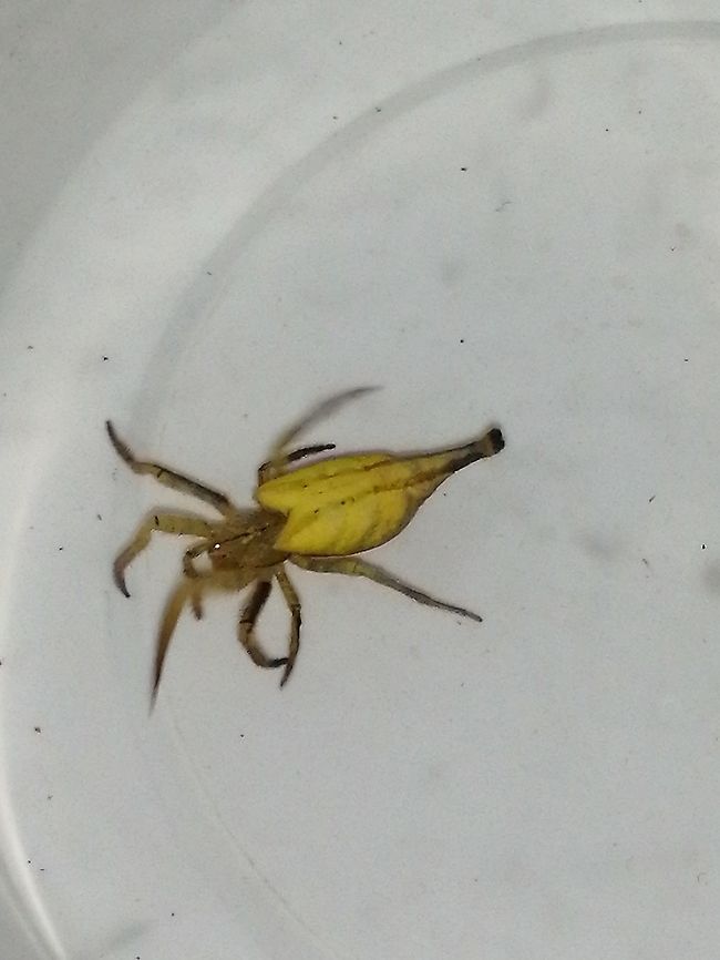 Scorpion tailed spider