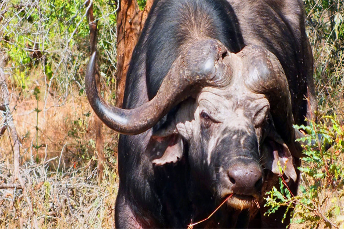 Hard Knock Life Taken in the Kruger National Park in South Africa<br />
<br />
*The Strength to Stay Alive* African buffalo,Geotagged,South Africa,Syncerus caffer