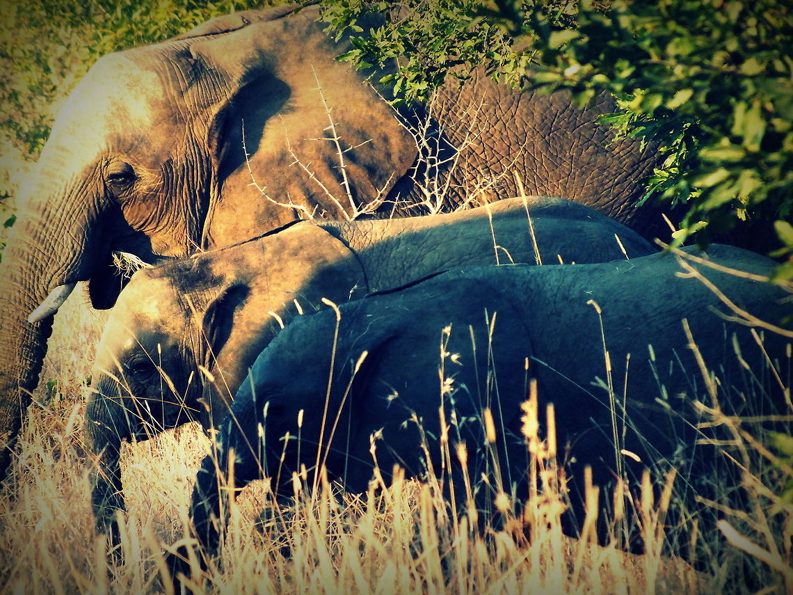 Morning_Prayer *Waiting for First Cup of Coffee* African bush elephant,Loxodonta africana