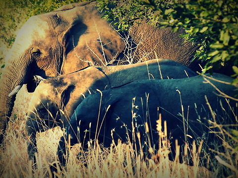 Morning_Prayer *Waiting for First Cup of Coffee* African bush elephant,Loxodonta africana