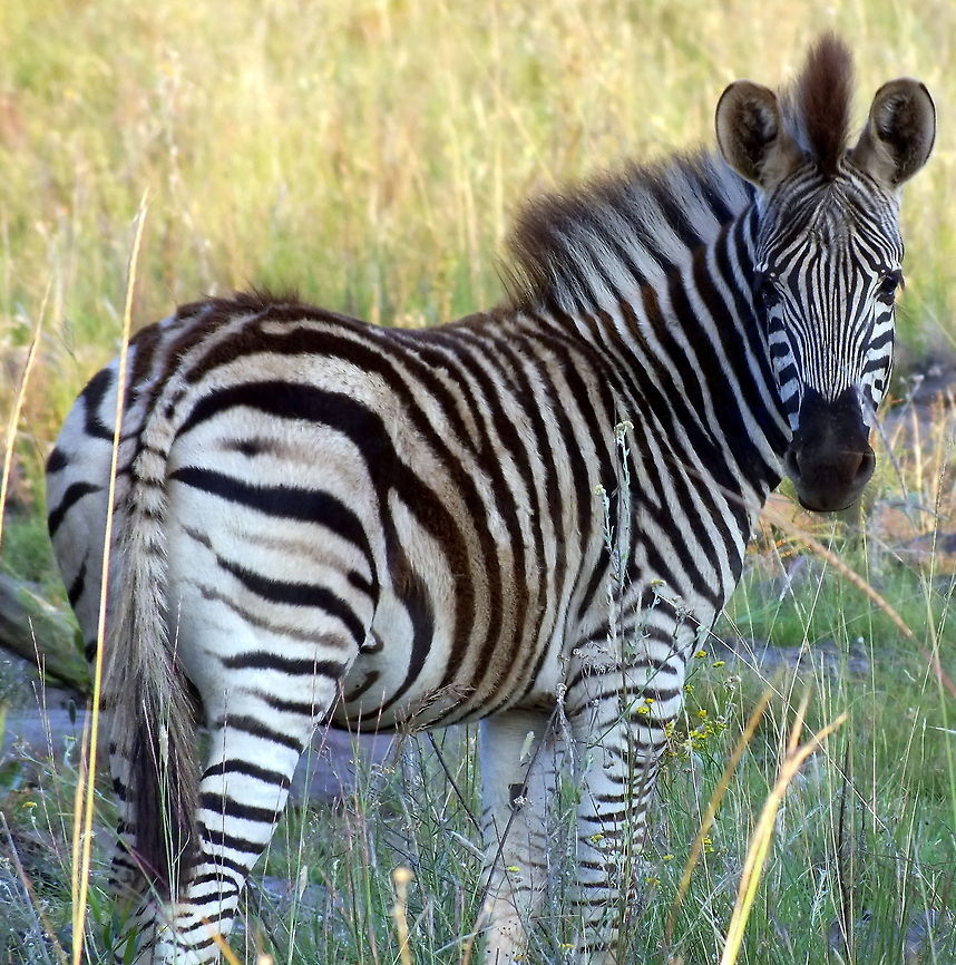 Baby Zebra Baby Zebra in fluff &amp; fun Equus quagga,Plains zebra