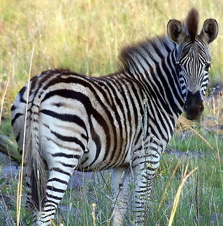 Baby Zebra Baby Zebra in fluff & fun Equus quagga,Plains zebra