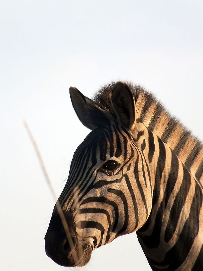 Zebra On the Look Out  Equus quagga,Plains zebra