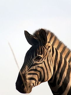 Zebra On the Look Out  Equus quagga,Plains zebra