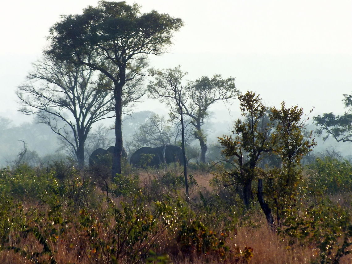 Elephant in the mist  African bush elephant,Loxodonta africana