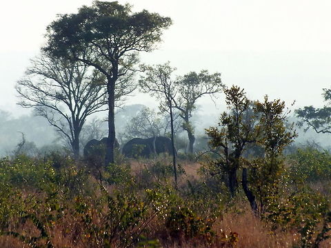 Elephant in the mist  African bush elephant,Loxodonta africana