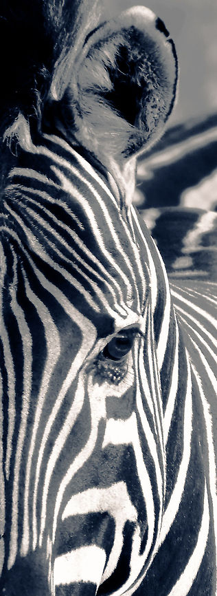 My Best Side  Equus quagga,Plains zebra,Zebra