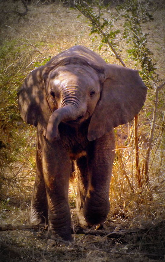 Ready or Not Little Baby elephant wanted to play... African bush elephant,Loxodonta africana