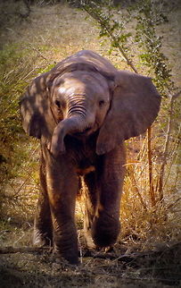 Ready or Not Little Baby elephant wanted to play... African bush elephant,Loxodonta africana