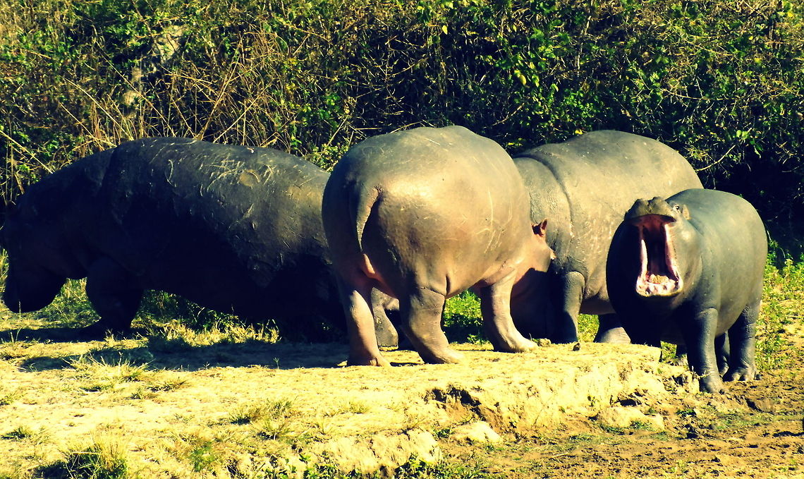 Oh Big Mouth  Geotagged,Hippopotamus,Hippopotamus amphibius,South Africa