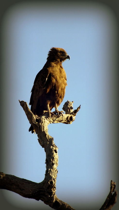 I See You  Aquila wahlbergi,Geotagged,South Africa,Wahlbergs Eagle