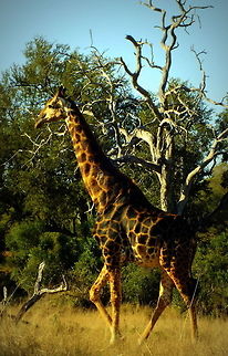 Tall Walk  Giraffa camelopardalis,Giraffe