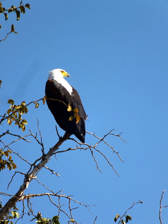 African Fish Eagle  African Fish Eagle,Haliaeetus vocifer