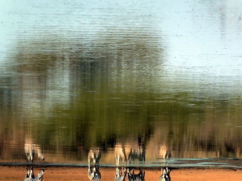 Morning Drink  Equus quagga,Plains zebra