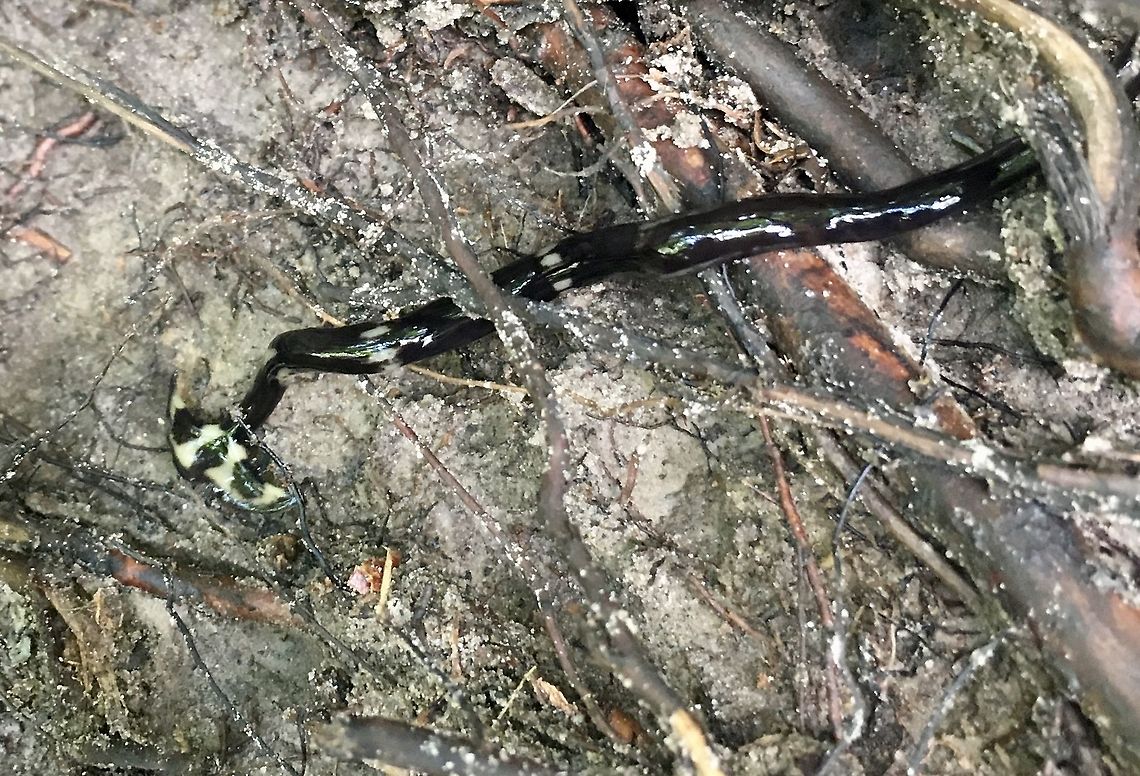 Planarian worn hammerhead worm Seen in secondary forest by stream in telani district Brunei