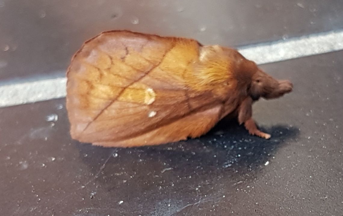 Euthrix potatoria  Drinker,Euthrix potatoria,Geotagged,Netherlands,Summer