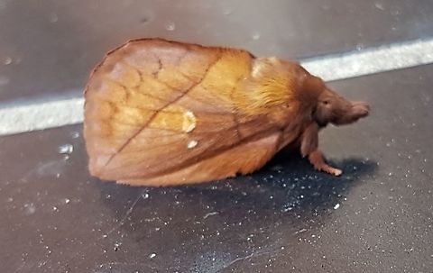 Euthrix potatoria  Drinker,Euthrix potatoria,Geotagged,Netherlands,Summer