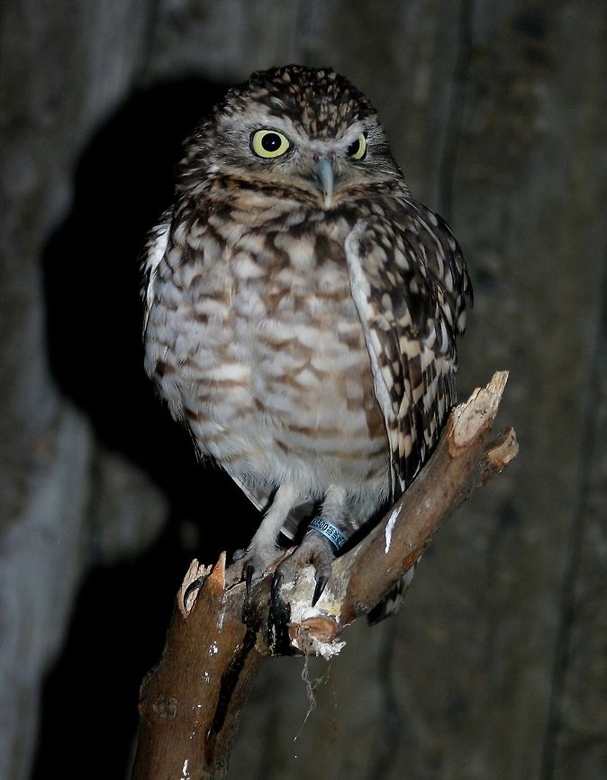 welcome to hogwarts! owl in captivity at london zoo