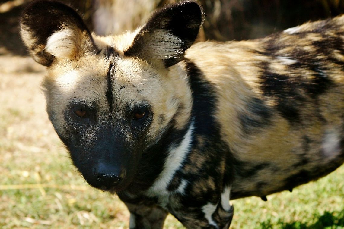 African wild dog in London zoo african hunting dog stalking about in the hot weather at london zoo African wild dog,Lycaon pictus