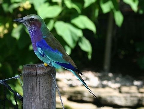 Lilac-breasted Roller in London zoo beautiful tropical bird in london zoo Coracias caudatus,Lilac-breasted Roller