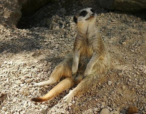 Lazy meerkat in London zoo lazy meerkat enjoying the hot weather in london zoo Meerkat,Suricata suricatta
