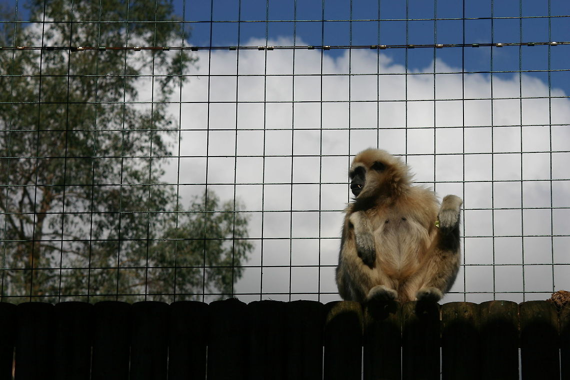 Lar gibbon in Hertforshire park monkey looking out from his cage in paradise wildlife park hertforshire Hylobates lar,Lar gibbon