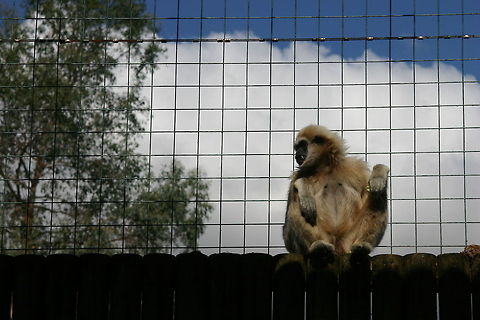 Lar gibbon in Hertforshire park monkey looking out from his cage in paradise wildlife park hertforshire Hylobates lar,Lar gibbon