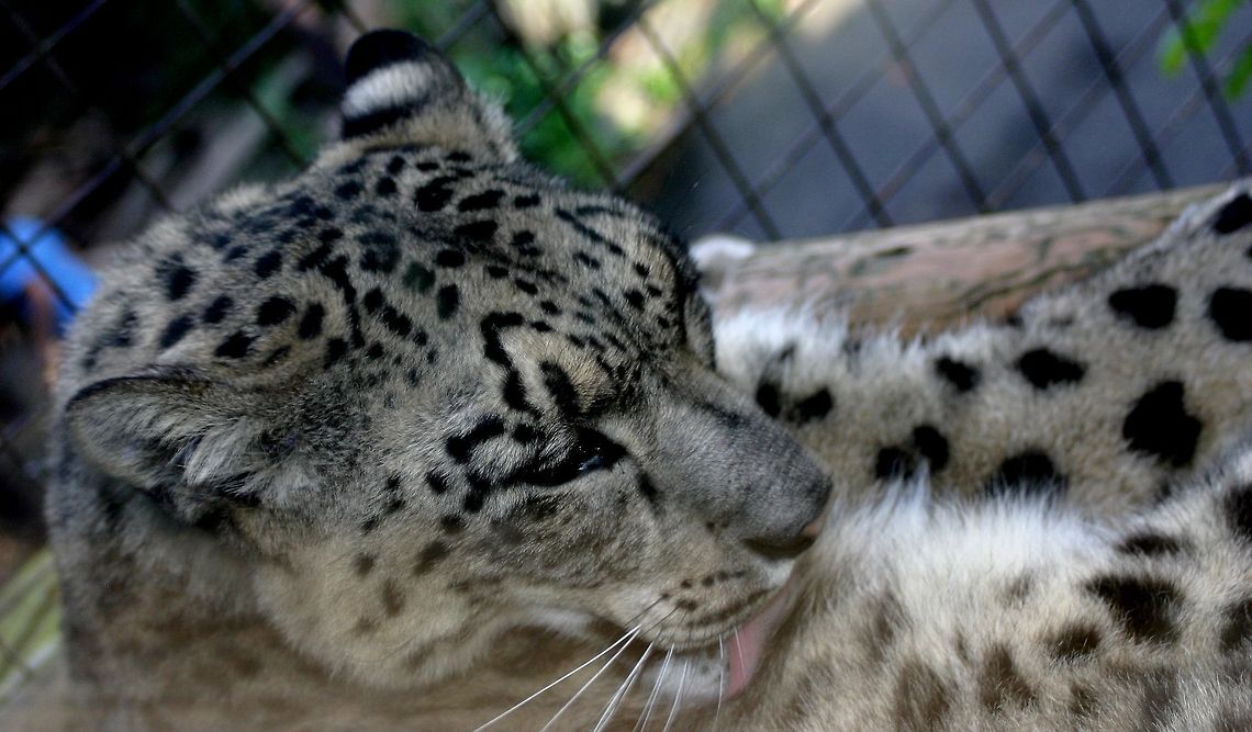 Snow leopard at paradise wildlife park snow leopard having a nap in the sun at paradise wildlife park Snow leopard,Uncia uncia