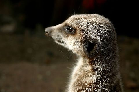 Meerkat on guard at paradise wildlife park a meerkat standing to attention and looking out for his familly at paradise wildlife park Meerkat,Suricata suricatta