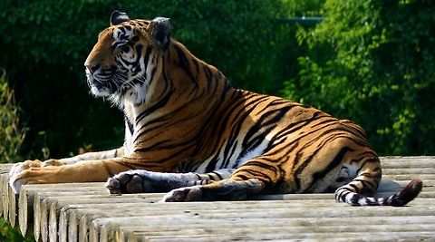 Tiger at paradise wildlife park a brilliant view of the tigers at paradise wildlife park from their tiger viewing cafe Panthera tigris,Tiger