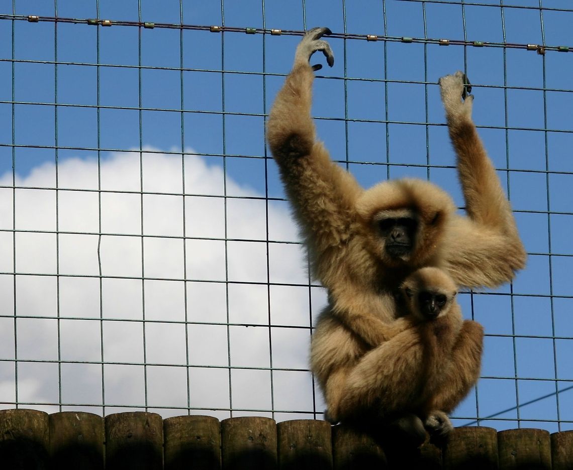 Caged lar gibbon with baby a monkey and baby grip the walls of their cage with the sky and freedom just out of reach Hylobates lar,Lar gibbon