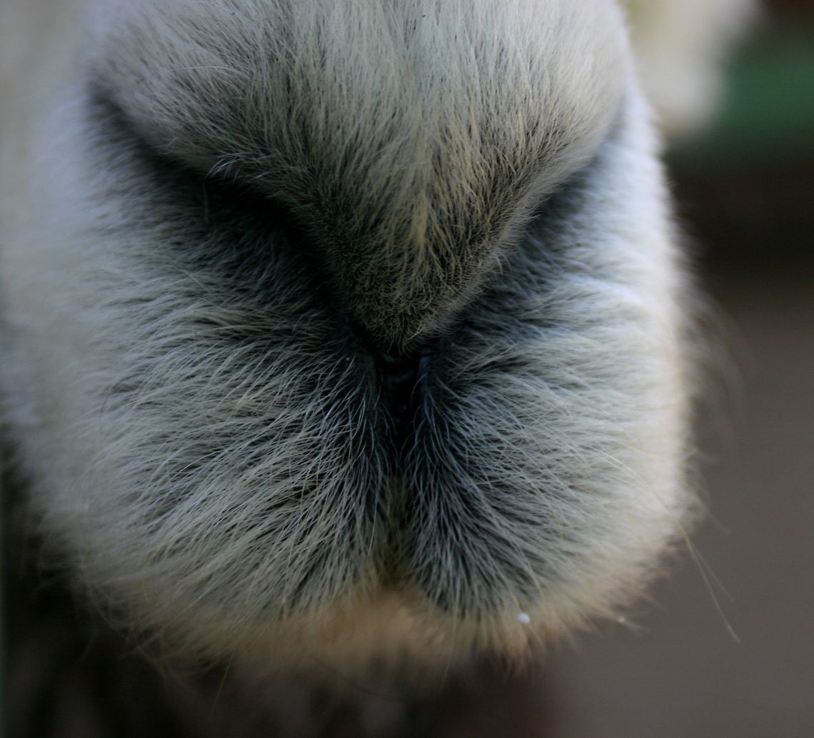 Alpaca nose closeup loving my new canon camera that can capture the individual hairs on this alpaca&#039;s nose Alpaca,Vicugna pacos