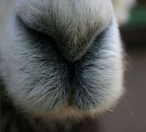 Alpaca nose closeup loving my new canon camera that can capture the individual hairs on this alpaca's nose Alpaca,Vicugna pacos