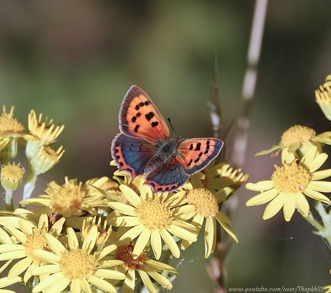 Small Copper Butterfly  (Lycaena phlaeus) One of my favourite butterflies, due to its obvious beauty and its strong personality. This is a butterfly that punches above its weight, literally.<br />
<br />
Rarely found in large numbers at any one time, and fairly restless, it can be difficult to find resting deep in long grass, or difficult to distinguish among the similarly coloured and larger numbered Gatekeepers or Meadow Browns.<br />
<br />
Further information on the Small Copper can be found on my Youtube Channel here: <section class="video"><iframe width="448" height="282" src="https://www.youtube-nocookie.com/embed/QHSIHhdhXAs?hd=1&autoplay=0&rel=0" frameborder="0" allowfullscreen></iframe></section> Geotagged,Lycaena phlaeas,Small copper,Summer,United Kingdom