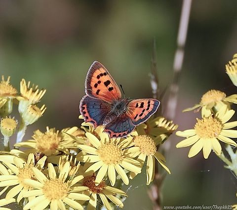 Small Copper Butterfly  (Lycaena phlaeus) One of my favourite butterflies, due to its obvious beauty and its strong personality. This is a butterfly that punches above its weight, literally.

Rarely found in large numbers at any one time, and fairly restless, it can be difficult to find resting deep in long grass, or difficult to distinguish among the similarly coloured and larger numbered Gatekeepers or Meadow Browns.

Further information on the Small Copper can be found on my Youtube Channel here: https://www.youtube.com/watch?v=QHSIHhdhXAs Geotagged,Lycaena phlaeas,Small copper,Summer,United Kingdom