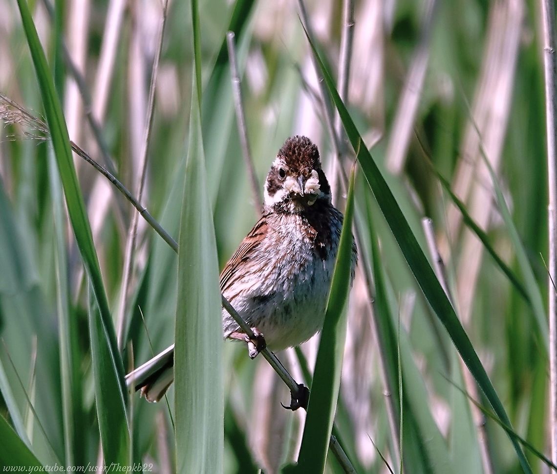 Common Reed Bunting (Emberiza schoeniclus) On a windy day in May, walking close to some reed beds by a local river, I could just about hear the familiar soft buzzing descending &lsquo;shioo&rsquo; call of Reed Buntings, each time there was a lull in the wind.<br />
<br />
I finally managed to inch close enough to a clear look at one or two as they hung on to the reeds and zipped about looking for food.<br />
<br />
This one, possibly a juvenile, had clearly succeeded,<br />
<br />
More facts (including a very unusual one) and the accompanying video here: <section class="video"><iframe width="448" height="282" src="https://www.youtube-nocookie.com/embed/ByVGh0gzetI?hd=1&autoplay=0&rel=0" frameborder="0" allowfullscreen></iframe></section> Common reed bunting,Emberiza schoeniclus,Geotagged,Spring,United Kingdom