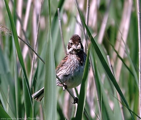 Common Reed Bunting (Emberiza schoeniclus) On a windy day in May, walking close to some reed beds by a local river, I could just about hear the familiar soft buzzing descending ‘shioo’ call of Reed Buntings, each time there was a lull in the wind.

I finally managed to inch close enough to a clear look at one or two as they hung on to the reeds and zipped about looking for food.

This one, possibly a juvenile, had clearly succeeded,

More facts (including a very unusual one) and the accompanying video here: https://youtu.be/ByVGh0gzetI Common reed bunting,Emberiza schoeniclus,Geotagged,Spring,United Kingdom