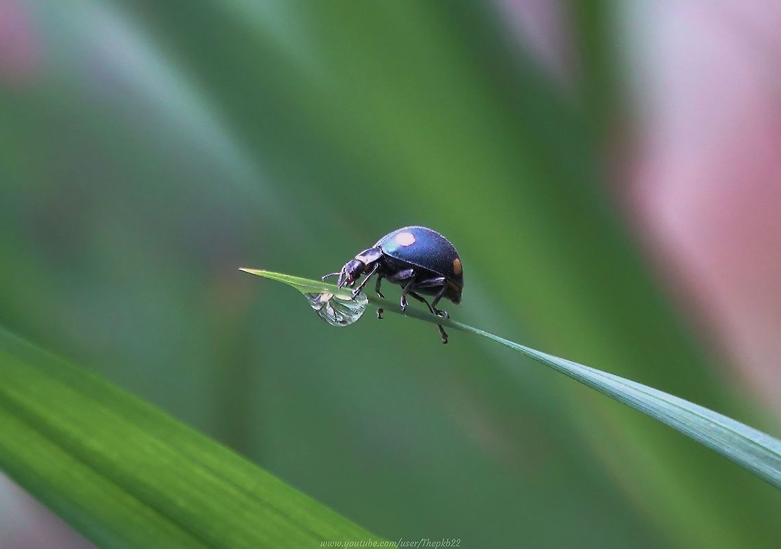 Toxotoma pulchra Not the greatest photo in the world, but this one is very special to me.<br />
<br />
Deep in the rain forest of Peru on the way to Machu Pichu in 2019, I somehow caught sight of this Blue Ladybird (Ladybug) several feet away in the undergrowth.<br />
<br />
I wasn't aware Blue Ladybirds even existed.<br />
<br />
Nor it appears, did a couple of knowledgeable Etymologists I spoke to in my efforts to identify it when I returned to the UK.<br />
<br />
On my hands and knees, desperate not to disturb it, I watched as it climbed a blade of grass, took a drink from the dew drop, and climbed down again to go merrily on its way.<br />
<br />
I eventually posted the photos on iNaturalist, but had pretty much forgotten about it when I was contacted by a South American Etymologist, who with others, maintains an ongoing scientific record "Coccinellidae de Per&uacute;".<br />
<br />
He was able to identify my friend as Toxotoma pulchra (Weise, 1899). It is highly localised to the area in which I had found it, and rare enough for them not to have any photographs of live specimens.<br />
<br />
They do now. I gladly gave them permission to use mine.<br />
<br />
The page in question can be viewed here: <a href="http://www.coccinellidae.cl/paginasWebPeru/Paginas/Toxotoma_pulchra_Peru.php" rel="nofollow">http://www.coccinellidae.cl/paginasWebPeru/Paginas/Toxotoma_pulchra_Peru.php</a><br />
 Geotagged,Peru,Spring,Toxotoma pulchra