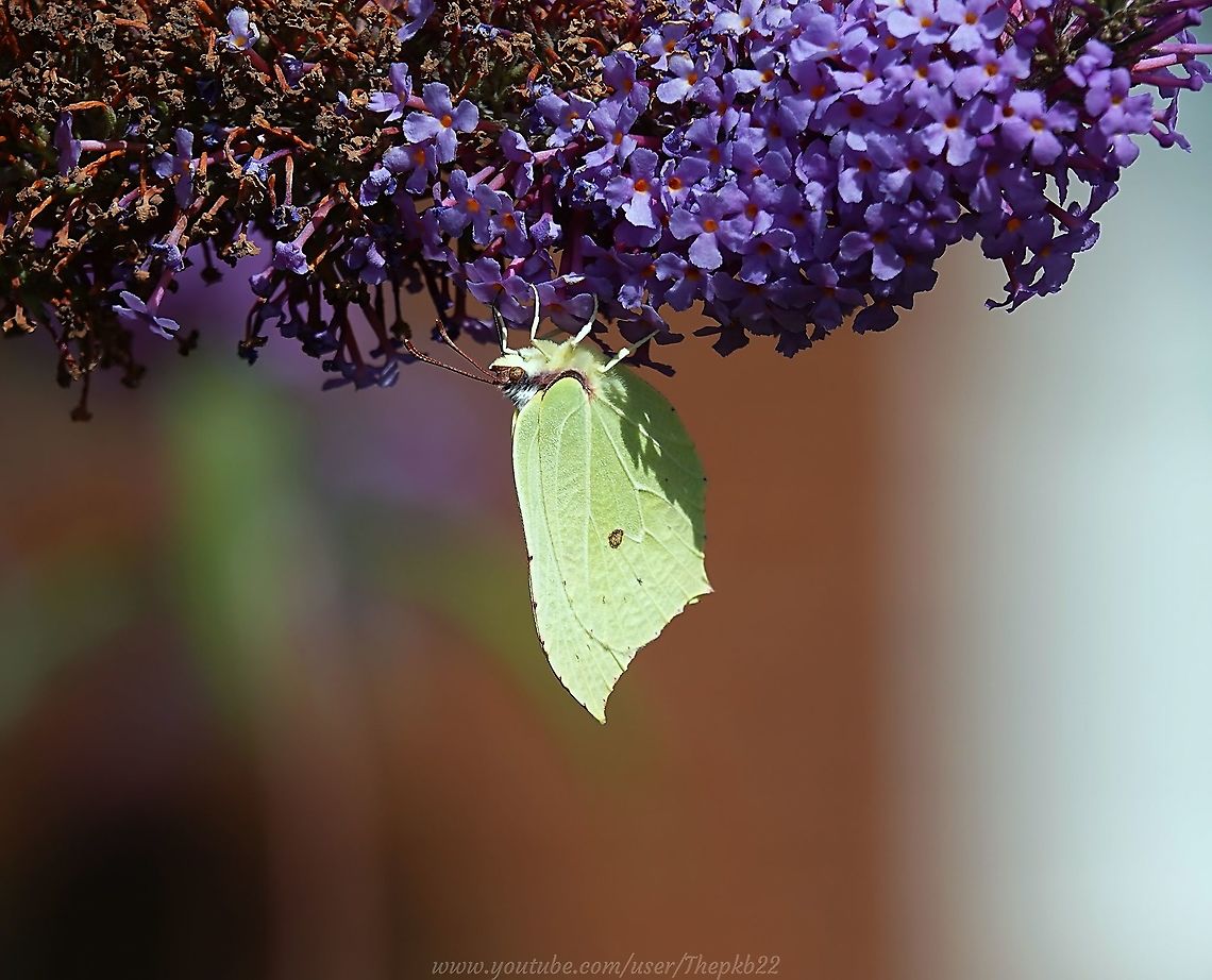 Brimstone Butterfly (Gonepteryx rhamni) In the darkest days of winter, one of the things I most look forward to seeing in my garden is the Brimstone butterfly, which in certain light looks to me like the sun with wings.<br />
<br />
That first sighting means the days are warming and spring is sure to follow, lighting both my spirits and the world around me at the same time.<br />
<br />
The brownish spot evident in this photo, is mimicking the look of fungal growth on leaves. Nature attends to every detail.<br />
<br />
For more information on the balmy Brimstone take a look at this video: <section class="video"><iframe width="448" height="282" src="https://www.youtube-nocookie.com/embed/vfsn3i04oRM?hd=1&autoplay=0&rel=0" frameborder="0" allowfullscreen></iframe></section> Common brimstone,Geotagged,Gonepteryx rhamni,Summer,United Kingdom