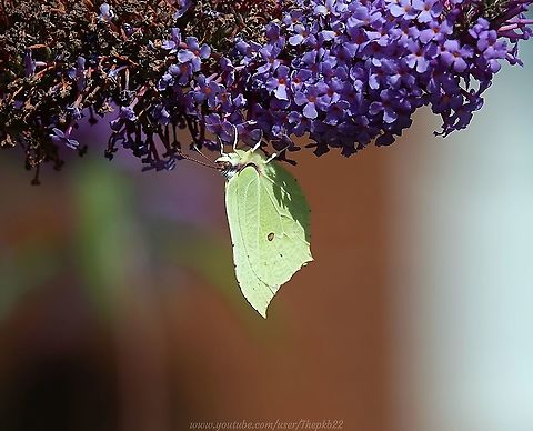 Brimstone Butterfly (Gonepteryx rhamni) In the darkest days of winter, one of the things I most look forward to seeing in my garden is the Brimstone butterfly, which in certain light looks to me like the sun with wings.

That first sighting means the days are warming and spring is sure to follow, lighting both my spirits and the world around me at the same time.

The brownish spot evident in this photo, is mimicking the look of fungal growth on leaves. Nature attends to every detail.

For more information on the balmy Brimstone take a look at this video: https://www.youtube.com/watch?v=vfsn3i04oRM Common brimstone,Geotagged,Gonepteryx rhamni,Summer,United Kingdom
