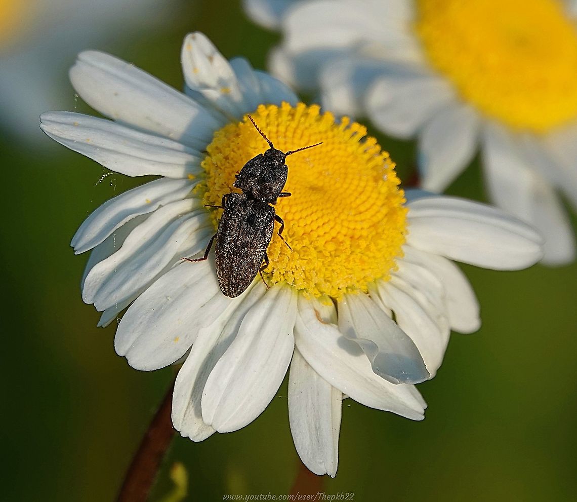 Click Beetle - Agrypnus murinus Click beetles (sometimes called Skipjacks or Snapping Beetles) are so-called due to their habit, when threatened, attacked or overturned, of flicking themselves into the air &amp; emitting an audible click.<br />
<br />
I found this one in a field of Oxeye Daisies gorging on nectar, which made a great backdrop for some photos and this little video which carries further information on this particular member of the family : <section class="video"><iframe width="448" height="282" src="https://www.youtube-nocookie.com/embed/MceBg5Qdz9M?hd=1&autoplay=0&rel=0" frameborder="0" allowfullscreen></iframe></section> Agrypnus murinus,Geotagged,Spring,United Kingdom