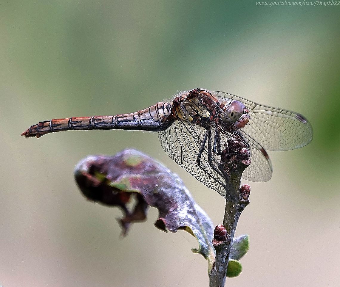 Common Darter (Sympetrum striolatum) Although one of the more common Dragonfly in the UK, this elderly female, was a fine example of how variable life cycle colour changes can temporarily throw you when trying to ID a species. <br />
<br />
This is particularly applicable to Odonata, which have enough colour variables as it is.<br />
<br />
Short video and additional info here: <section class="video"><iframe width="448" height="282" src="https://www.youtube-nocookie.com/embed/koyrleYCnXA?hd=1&autoplay=0&rel=0" frameborder="0" allowfullscreen></iframe></section> Common Darter,Geotagged,Summer,Sympetrum striolatum,United Kingdom