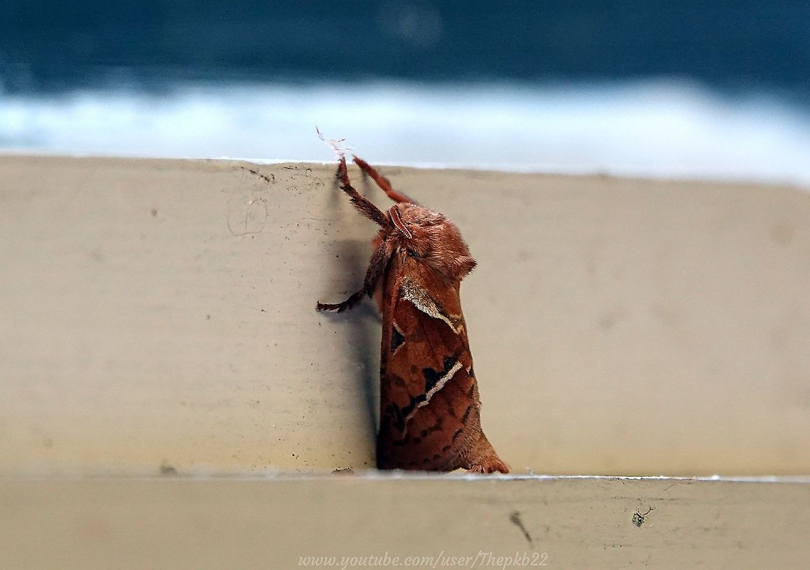 Orange Swift Moth (Triodia sylvina) I was in my garage the other night, gently clearing away excessive spider webs, when I was dive bombed by a reasonably sized Moth, which then seemed to disappear, despite a lengthy search on my part.<br />
<br />
The next morning, I found this male Orange Swift at the garage window, where he stayed all day.<br />
<br />
You can tell it&#039;s the male because males are more brightly coloured and smaller than the females.<br />
<br />
Alas, no video to show you. Geotagged,Orange swift,Summer,Triodia sylvina,United Kingdom