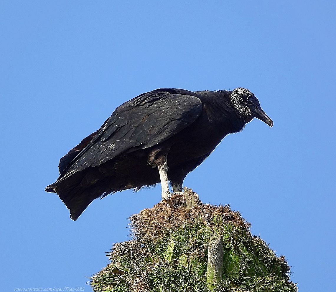 The Black Vulture (Coragyps atratus) On the lookout for Hummingbirds in central Lima, I was much surprised to look up and see the unmistakable silhouettes of several Vultures circling high above me.<br />
<br />
It didn't take much detective work to track them down to where I could get a closer look. I was pleasantly surprised by what I found too, seeing another side to these efficient scavengers. <br />
<br />
Judge for yourself and read more about them here: <section class="video"><iframe width="448" height="282" src="https://www.youtube-nocookie.com/embed/0GJ-do6tvKY?hd=1&autoplay=0&rel=0" frameborder="0" allowfullscreen></iframe></section> Black vulture,Coragyps atratus,Geotagged,Peru,Spring