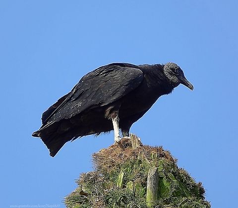 The Black Vulture (Coragyps atratus) On the lookout for Hummingbirds in central Lima, I was much surprised to look up and see the unmistakable silhouettes of several Vultures circling high above me.

It didn't take much detective work to track them down to where I could get a closer look. I was pleasantly surprised by what I found too, seeing another side to these efficient scavengers. 

Judge for yourself and read more about them here: https://www.youtube.com/watch?v=0GJ-do6tvKY Black vulture,Coragyps atratus,Geotagged,Peru,Spring